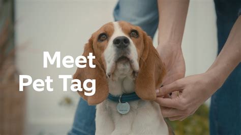 ring pet tag smb|ring pet tag for dogs.